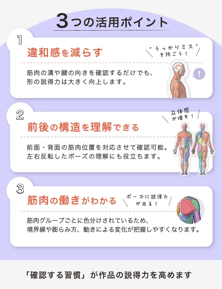 壽屋《ARTIST SUPPORT ITEM》桌上人體解剖學壓克力立牌「男性/Front」2026年11月發售 創作與造形必備桌面利器 細節特寫