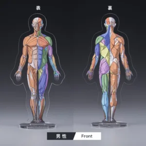 壽屋《ARTIST SUPPORT ITEM》桌上人體解剖學壓克力立牌「男性/Front」2026年11月發售 創作與造形必備桌面利器