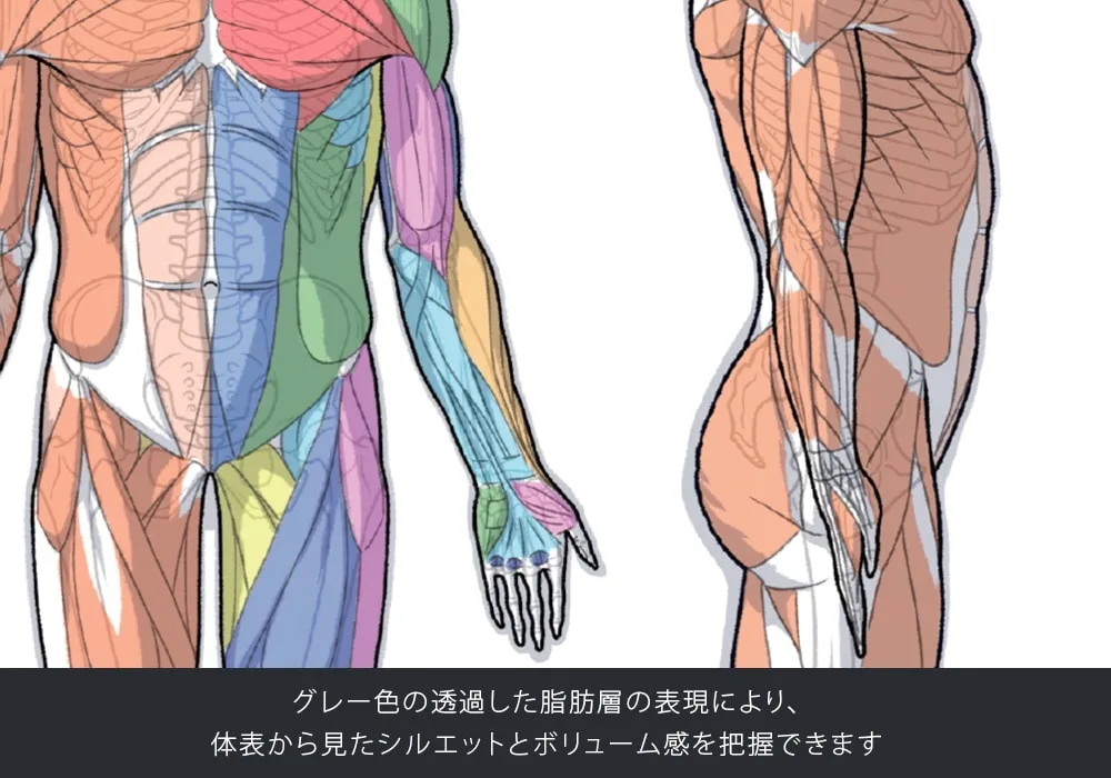 壽屋《ARTIST SUPPORT ITEM》桌上人體解剖學壓克力立牌「男性/Front」2026年11月發售 創作與造形必備桌面利器 細節特寫